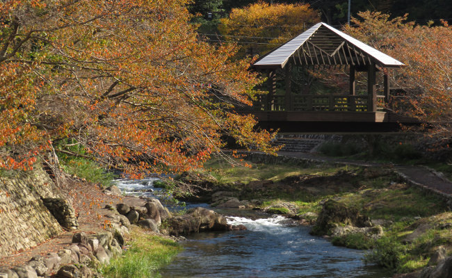 【周辺観光】長門湯本温泉の紅葉状況～大谷山荘の周辺・音信川の様子