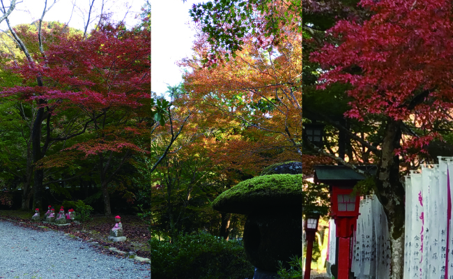 【周辺観光】長門湯本温泉の紅葉状況～2017年11月5日