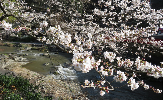 【2018年桜情報】大谷山荘前の桜、もうすぐ満開です（3月27日現在）