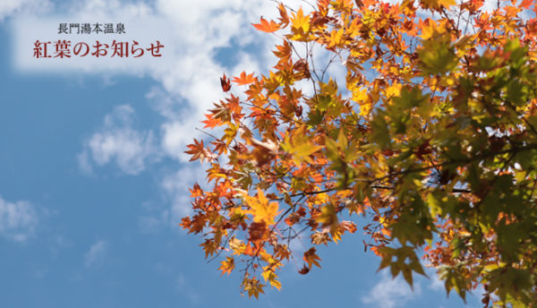 【山口観光】長門湯本温泉は紅葉の季節を迎えました