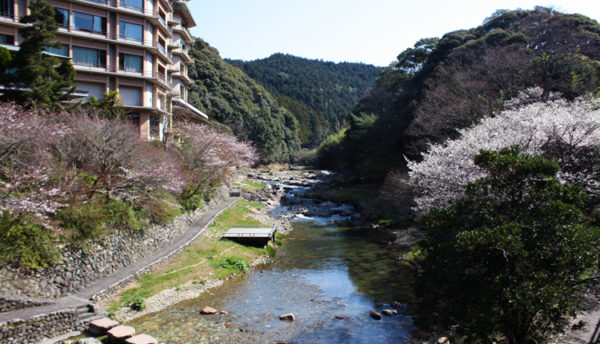 【山口観光】桜が開花しました。　大谷山荘前の桜情報～2020年3月25日