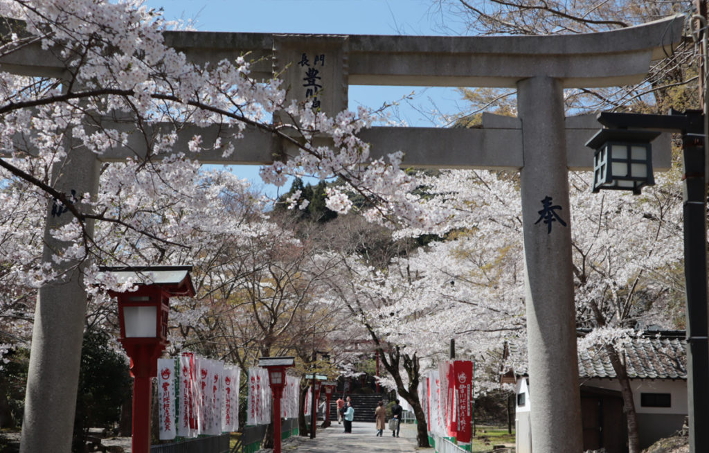 cherryblossom5_taineijitemple