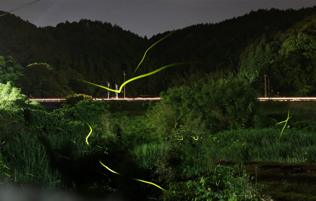 firefly-otozureriver