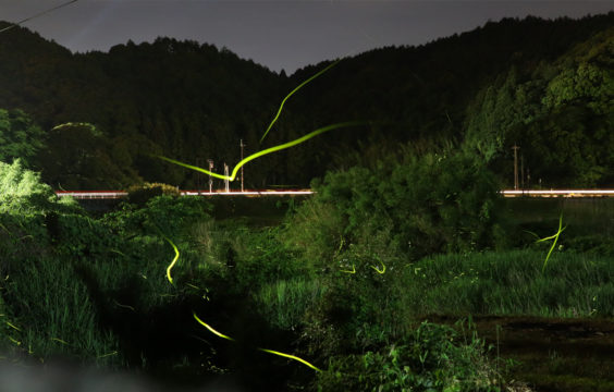 firefly-otozureriver