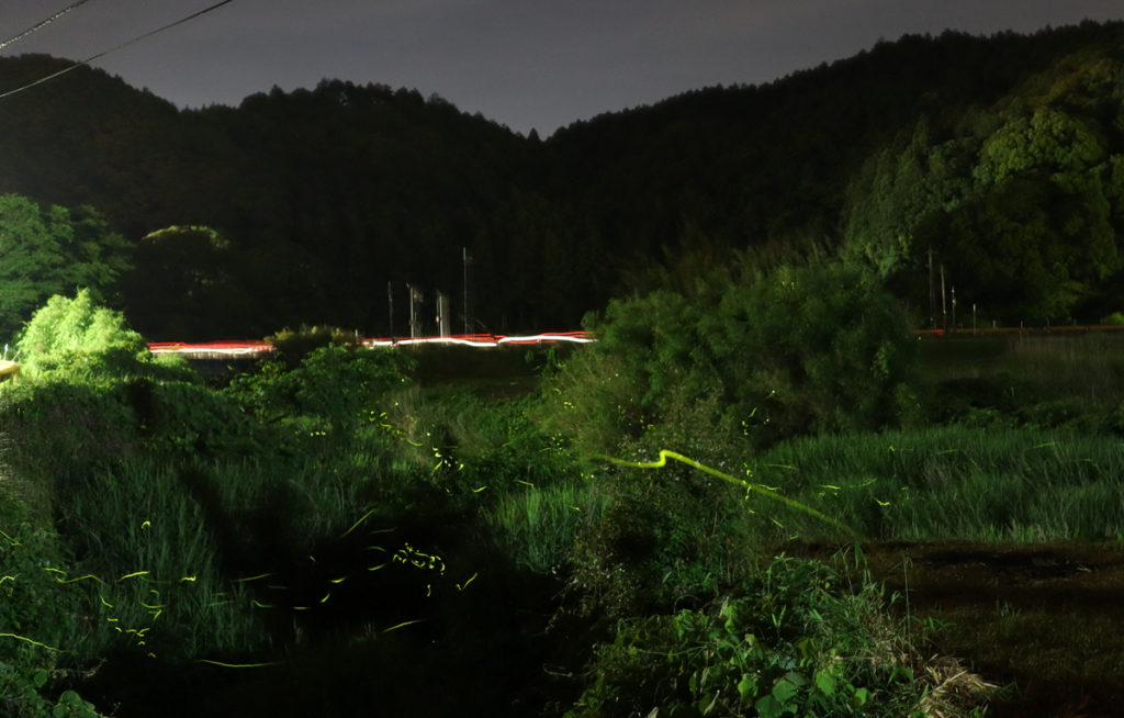 firefly-otozureriver
