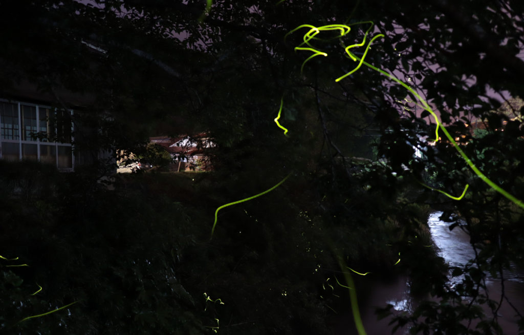 firefly-otozureriver