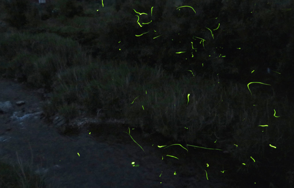 firefly-otozureriver
