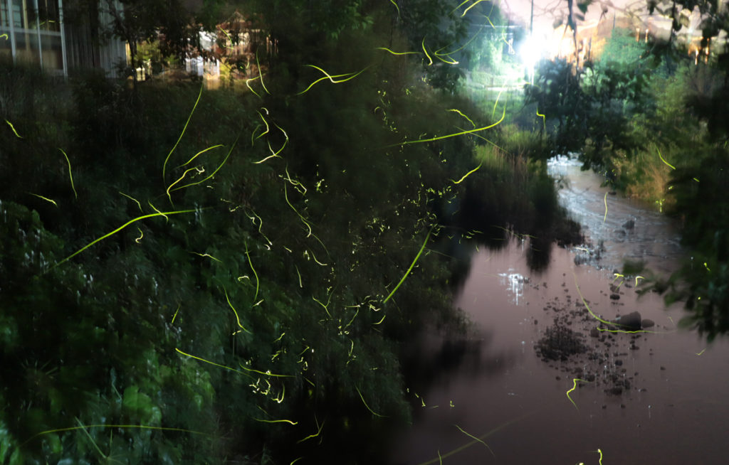 firefly-otozureriver
