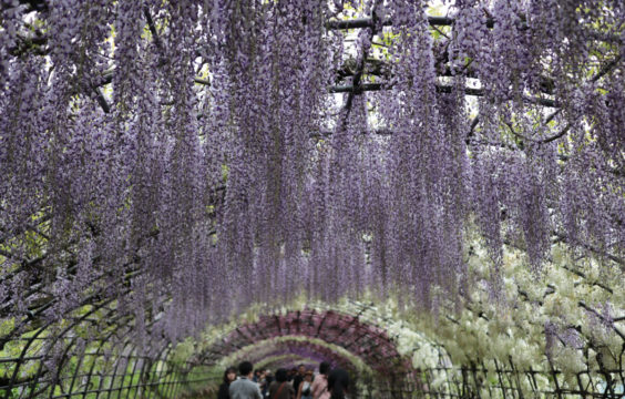 kawachi-fujien-kitakyushu