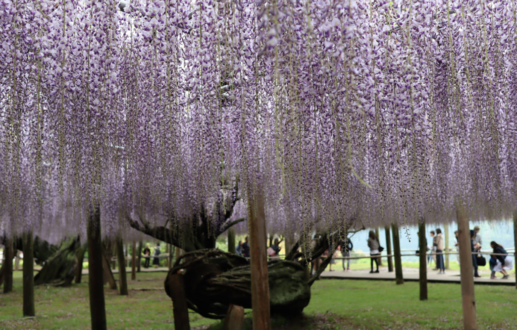 kawachi-fujien-kitakyushu