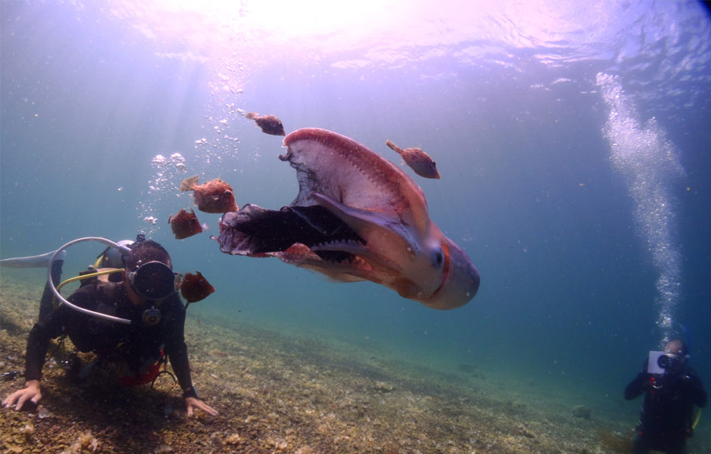 oumijimadiving_yamaguchitourismbureau