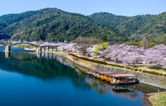 sakurafune2__iwakuni_tourismpromotiondivision