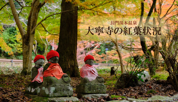 【山口観光】大寧寺の紅葉が見頃を迎えています。