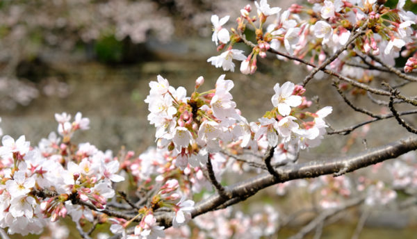 【山口観光】桜が開花しました。大谷山荘前の桜情報