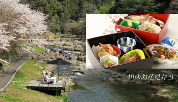 【川床の催し】春本番。長門湯本温泉の桜が舞う川床で｢川床お花見弁当｣のご案内。(3月27日～4月11日)