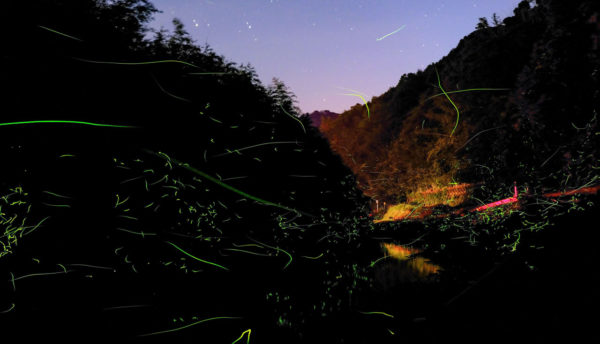 【夏の催し】蛍が見える長門湯本温泉で初夏の夜を愉しみませんか？(2022年5月21日～6月12日)