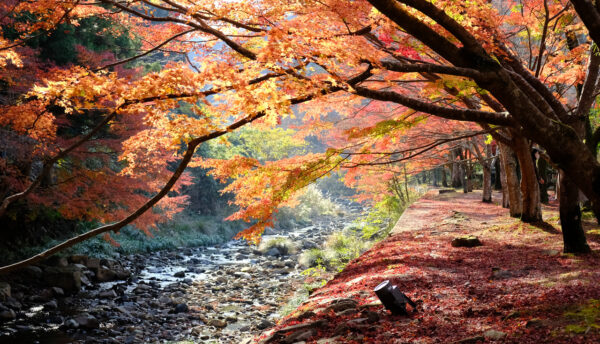 【山口観光】大寧寺の紅葉が見頃を迎えています(2022年11月16日の状況)