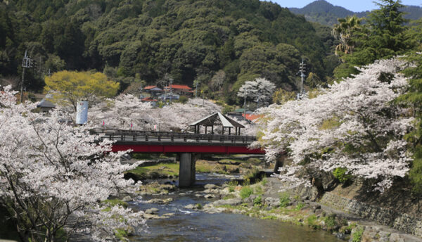 【春の催し】長門湯本の桜を愉しむ｢さくらバス｣と｢川床お花見弁当｣のご案内(3月23日～4月7日)