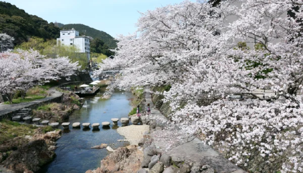 【春の催し】長門湯本でお花見を愉しむ「さくらバス」と「川床お花見弁当」のご案内（3月22日～4月6日）