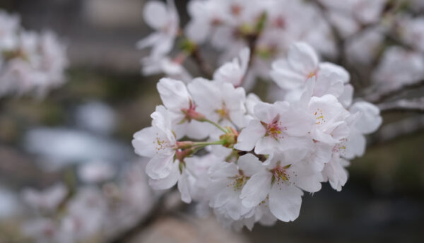 【山口観光】長門湯本温泉の桜がもうすぐ見頃を迎えます～桜の開花情報(2025年3月30日)
